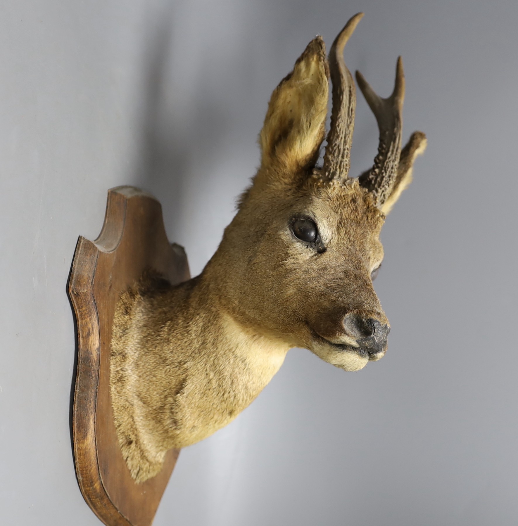 Taxidermy- three Roe Deer heads mounted on shields, largest 50 cm high